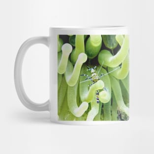 Spotted Cleaner Shrimp posing on Giant Green Sea Anemone Mug